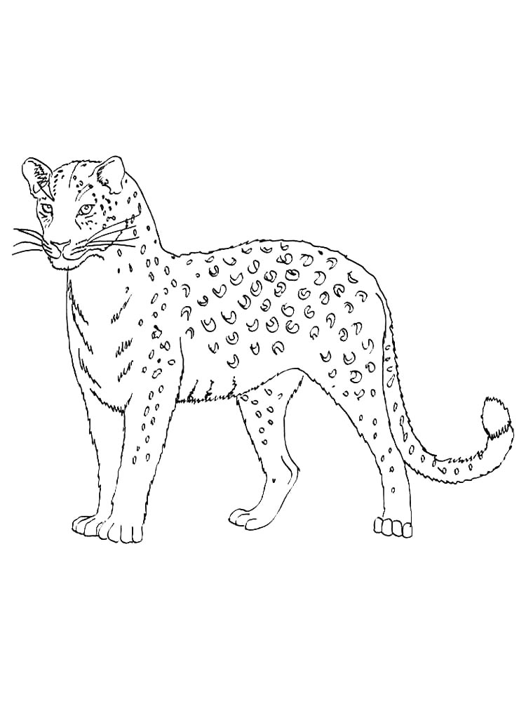 Раскраска Дикие Кошки 2