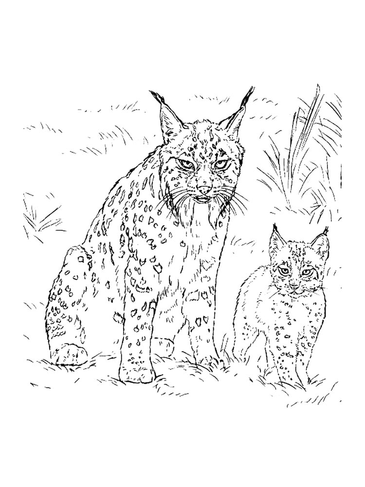 Раскраска Дикие Кошки 2