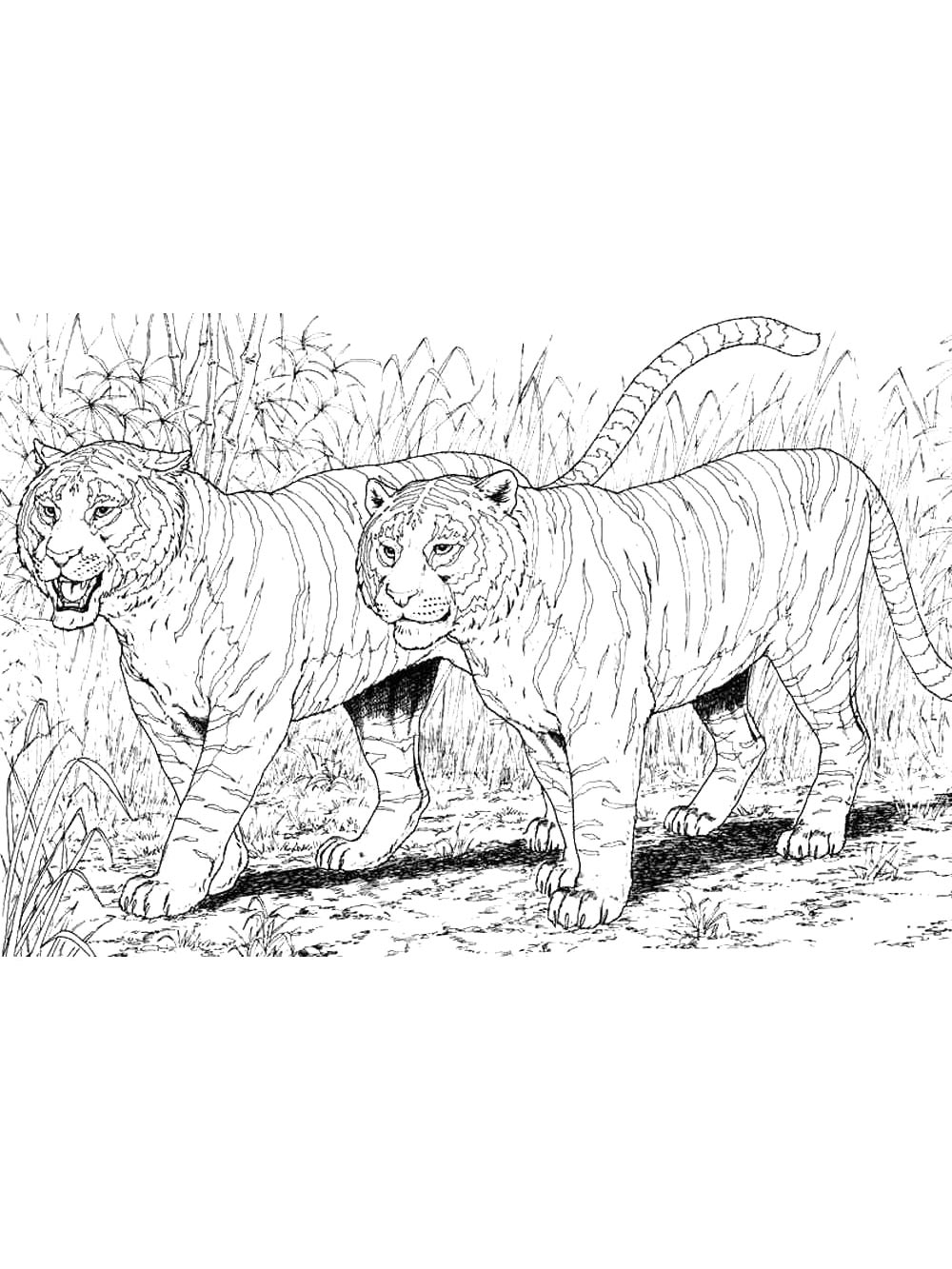 Раскраска Дикие Кошки 2