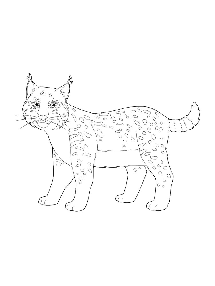 Раскраска Дикие Кошки 2