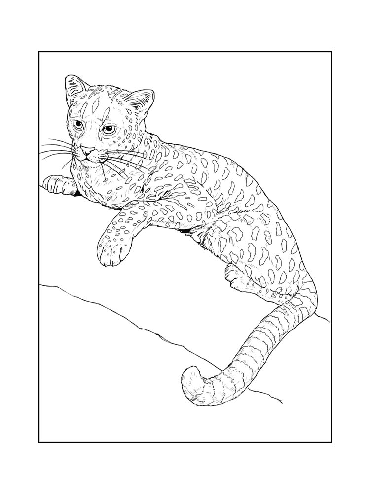 Раскраска Дикие Кошки 2