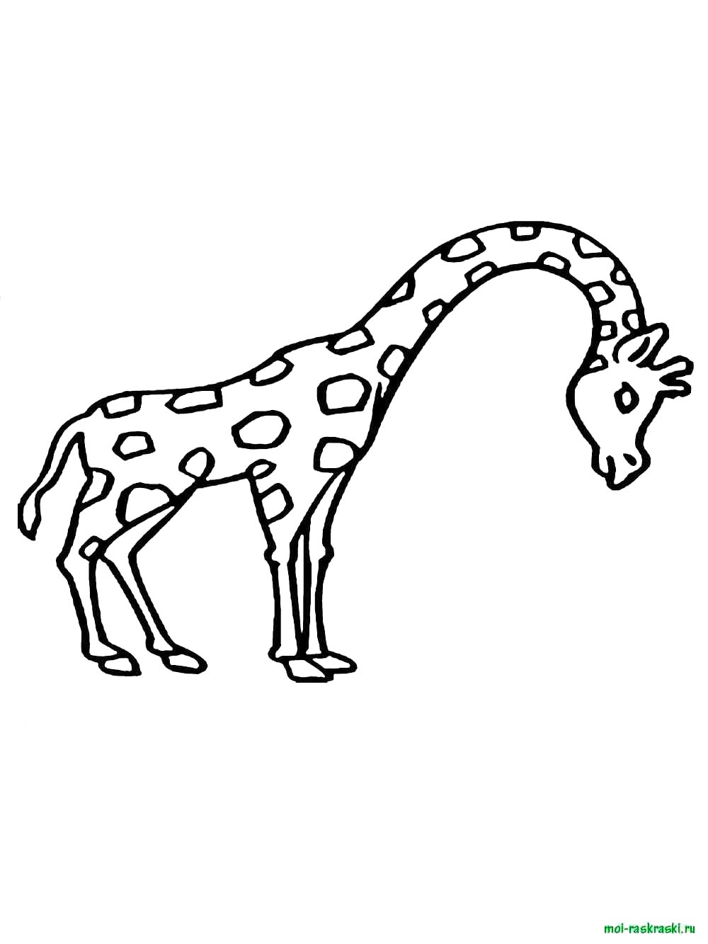 Раскраска дикие животные 6