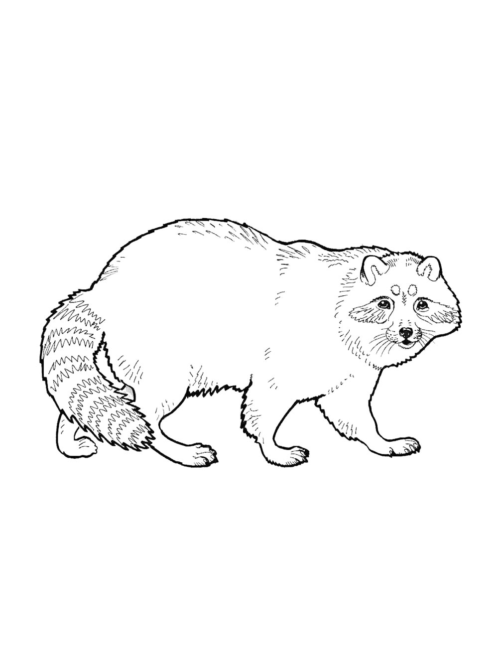 Раскраска енот 6