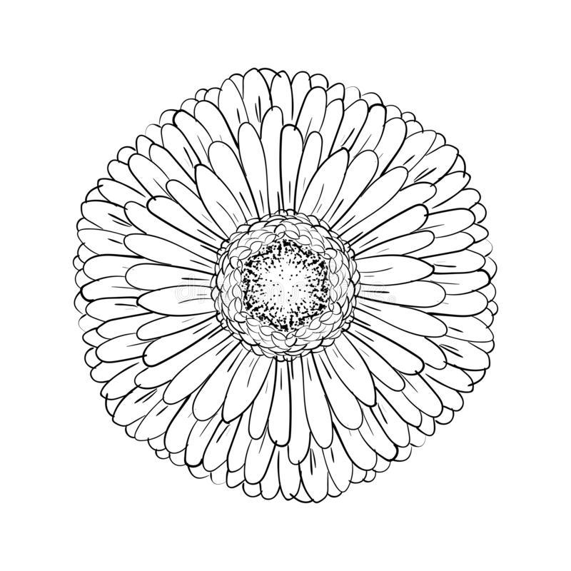 Раскраска Герберы