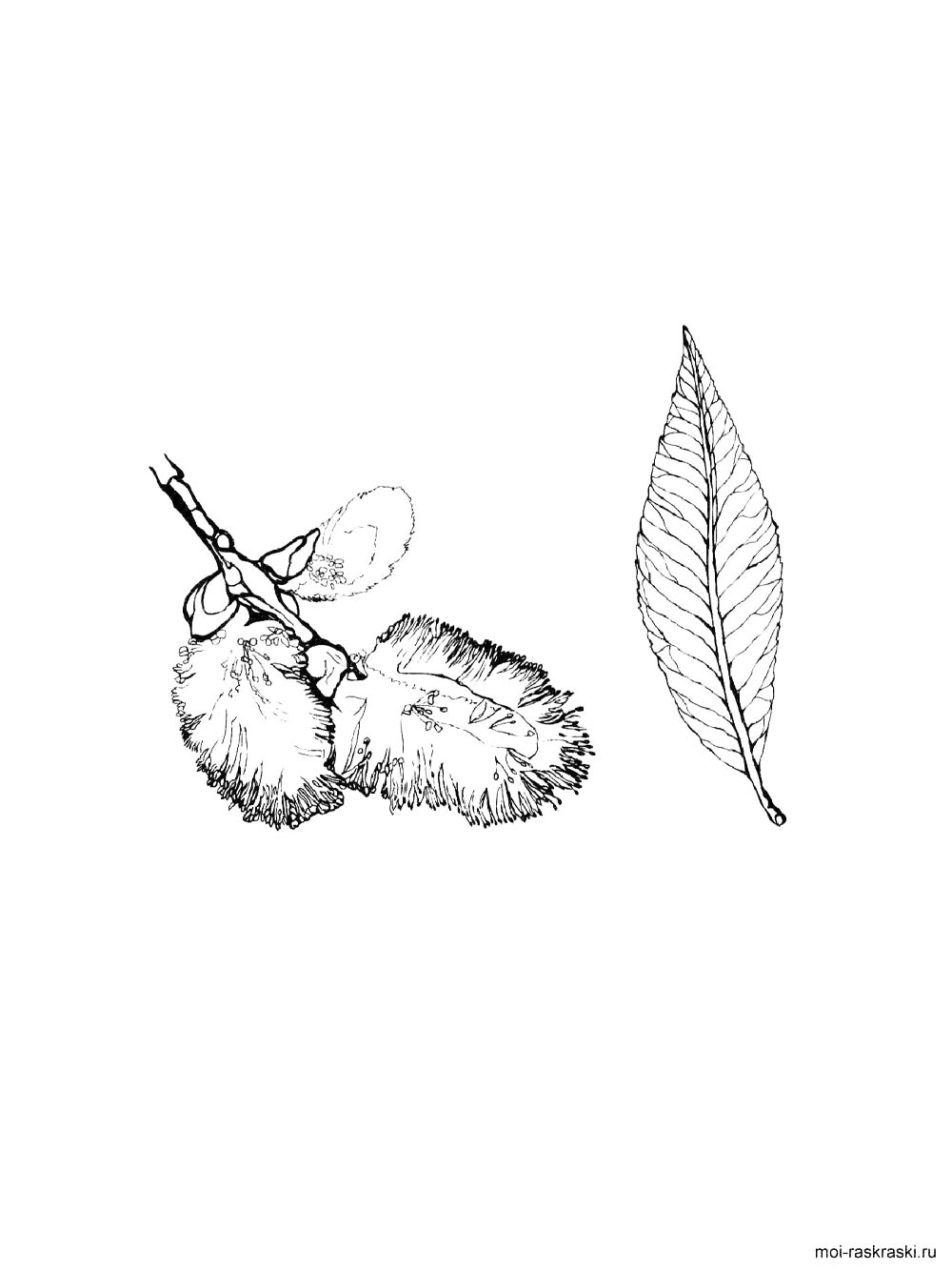 Раскраска ива 2