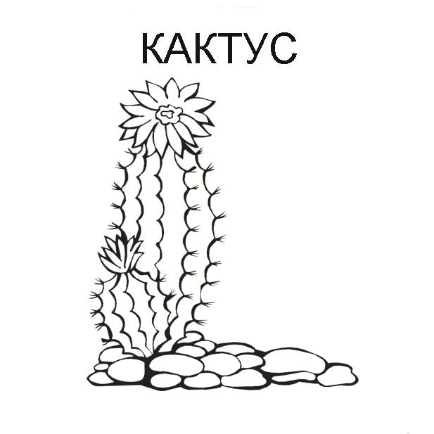 Раскраска Кактус