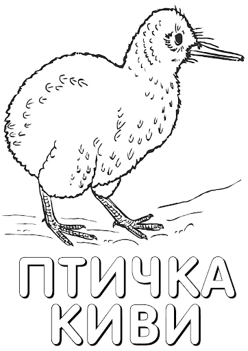 Раскраска Киви 2