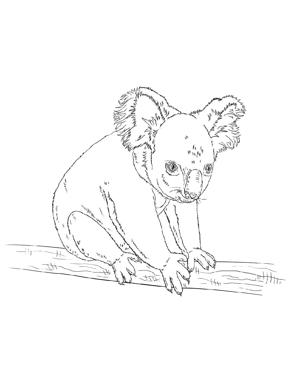 Раскраска коала 6