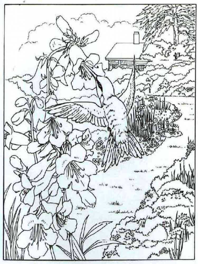 Раскраска колибри 3