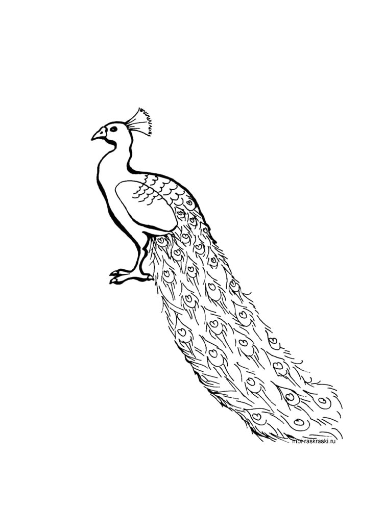 Раскраска павлин 2