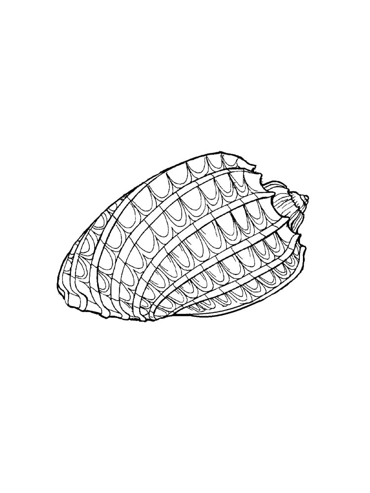 Раскраска ракушки 3