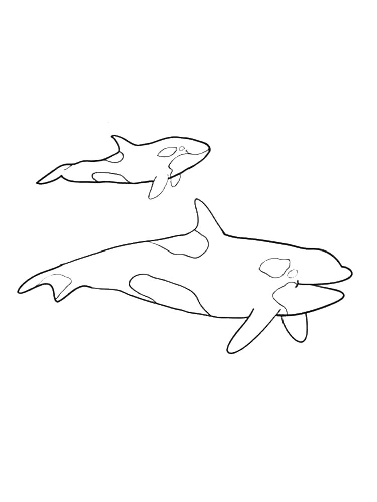 Раскраска раскраски касатка 3