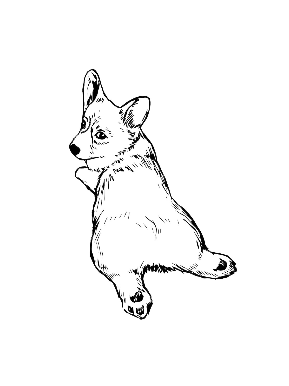 Раскраска раскраски корги 2