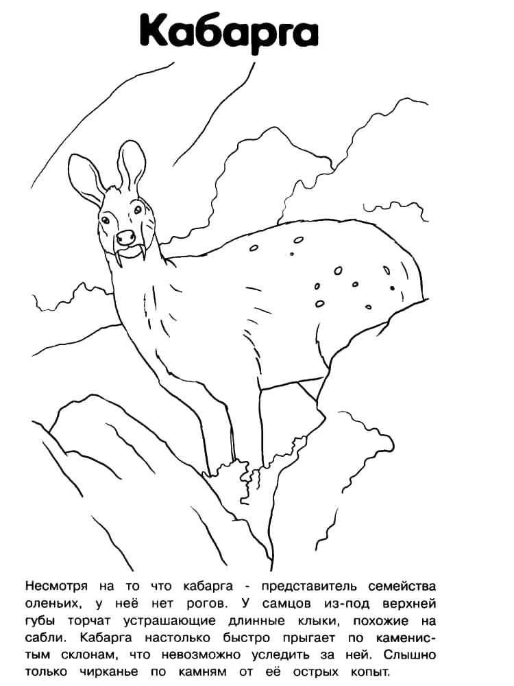 Раскраска раскраски красная книга