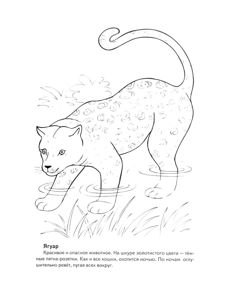 Раскраска раскраски красная книга для детей