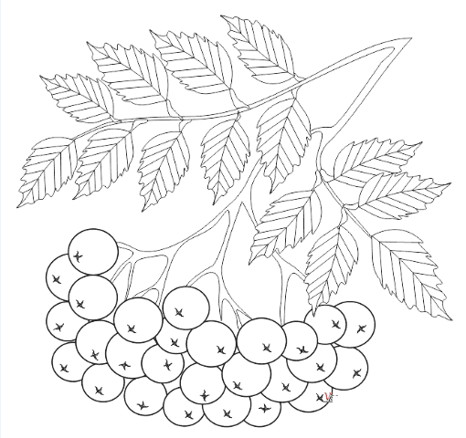 Раскраска рябина детская