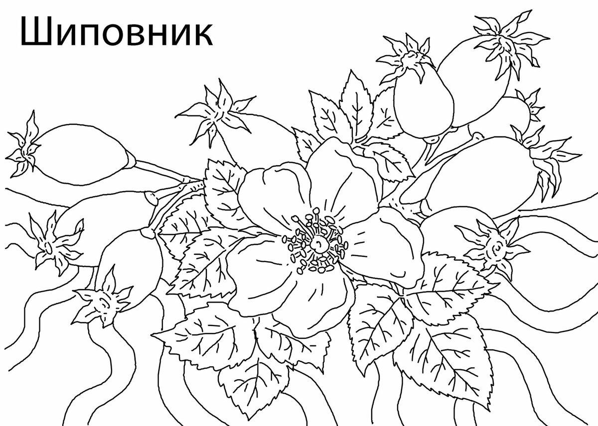 Раскраска шиповник 2