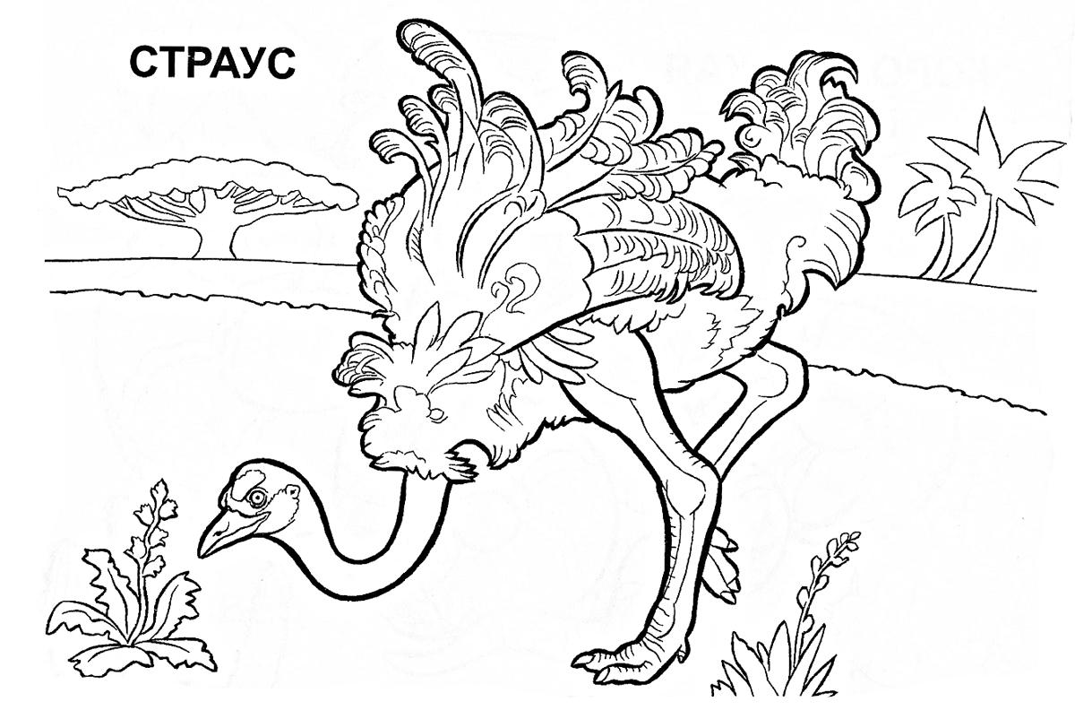 Раскраска Страус