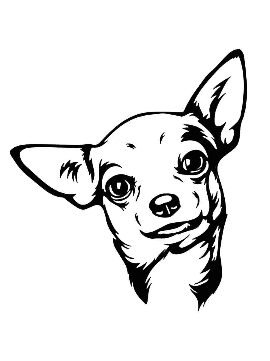 Раскраска трафареты чихуахуа