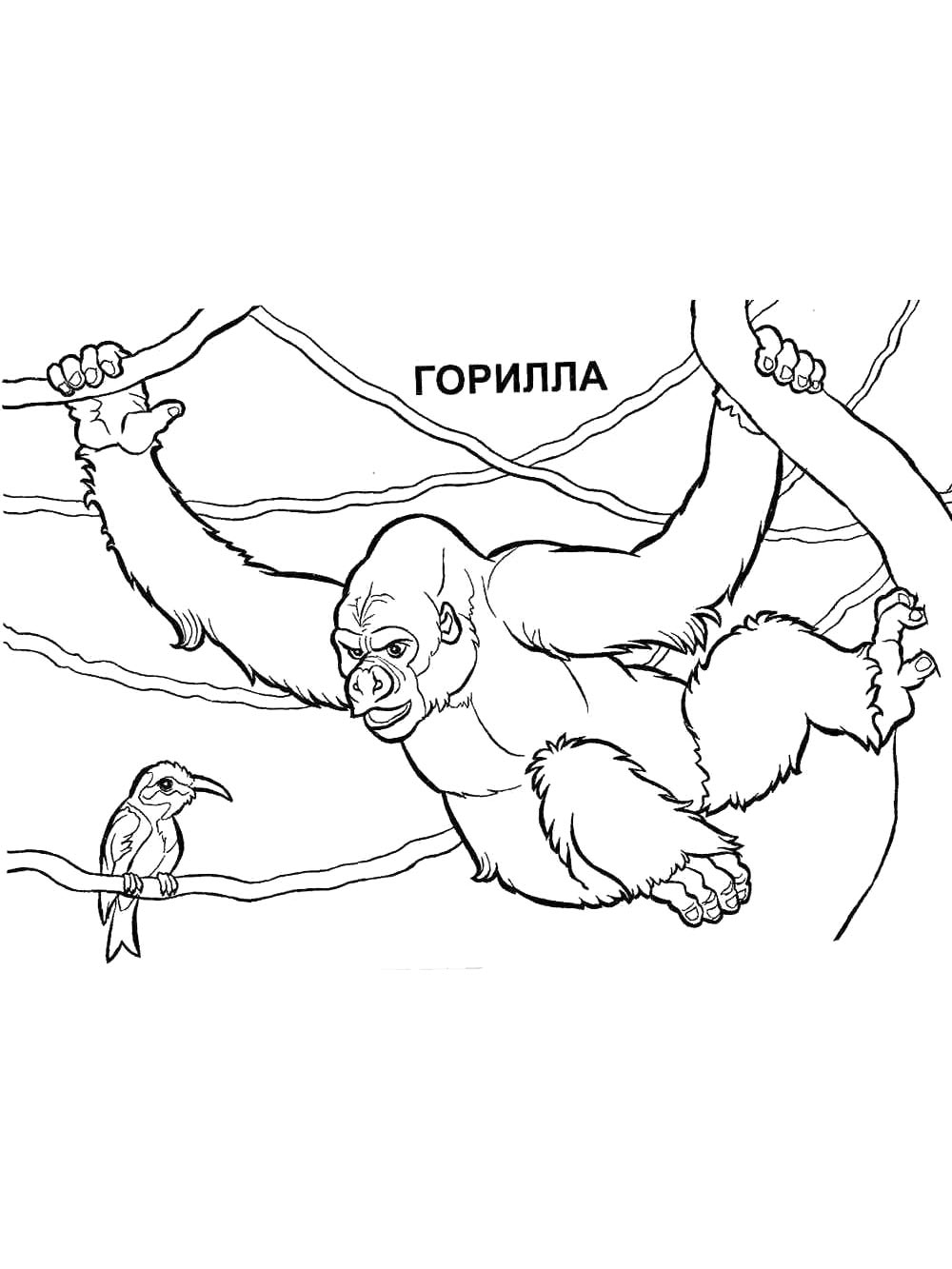 Раскраски горилла черно-белая раскраска 2