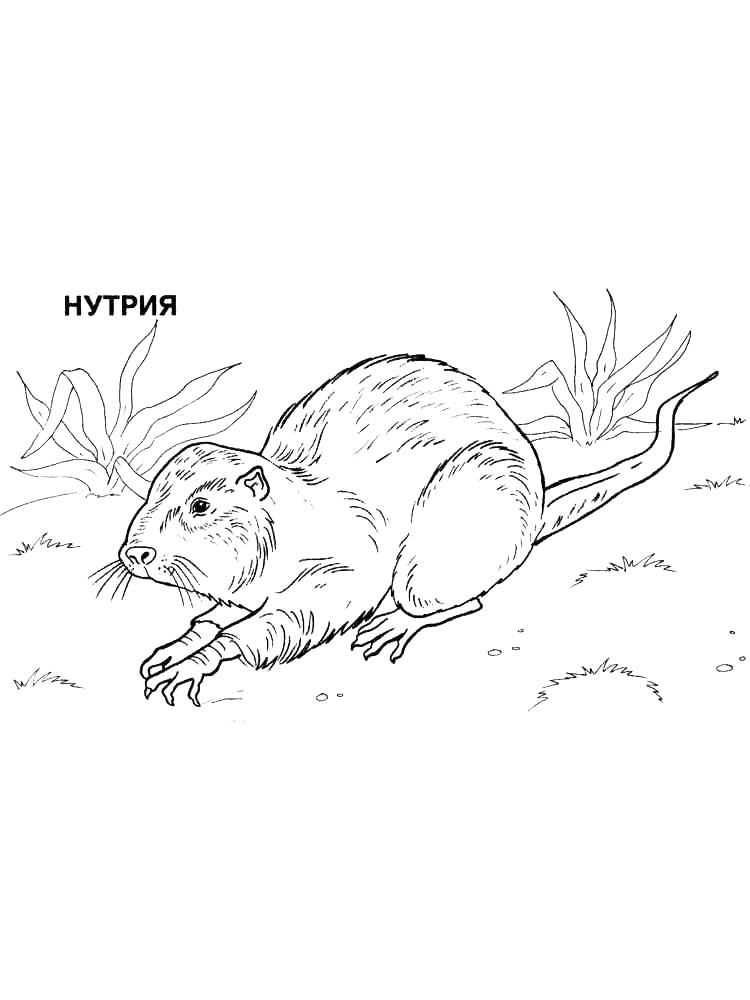 Раскраски красная книга раскраска для детей