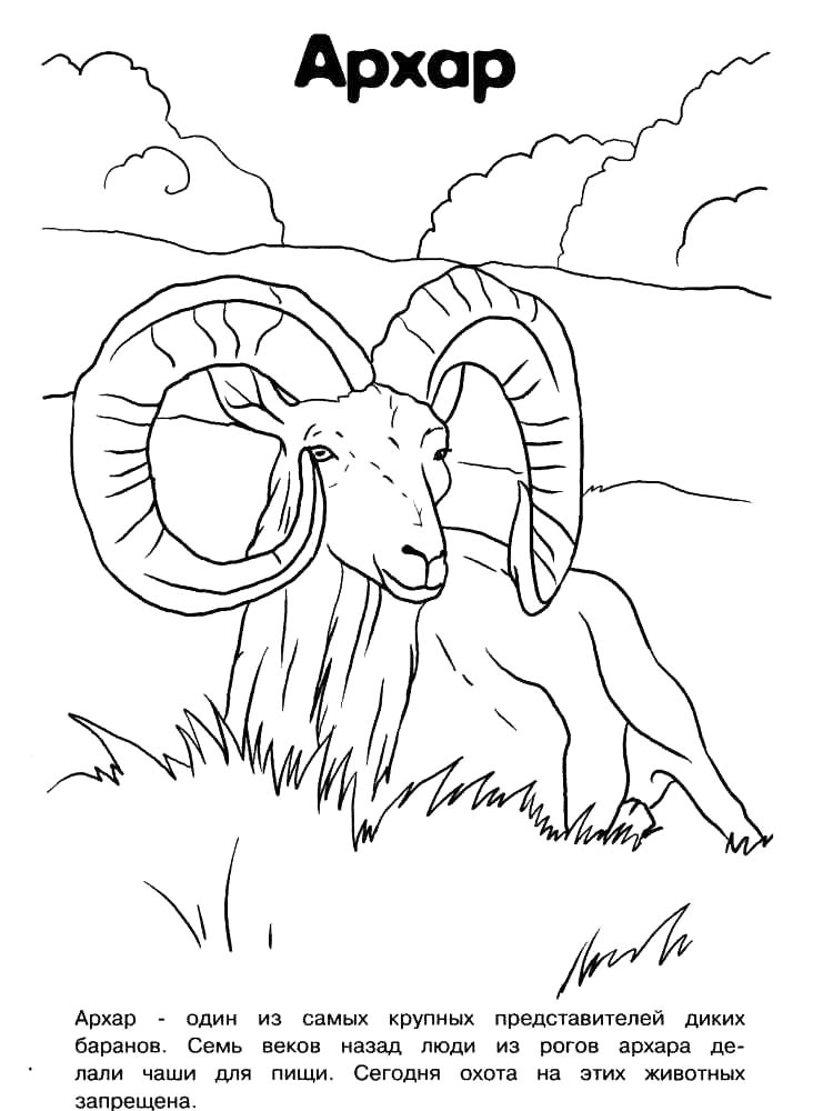 Раскраски красная книга рисунок для раскрашивания 2