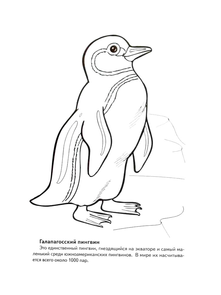 Раскраски красная книга рисунок для раскрашивания