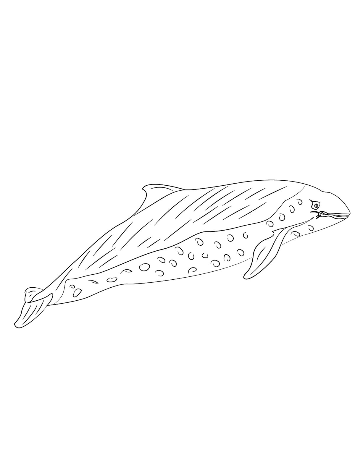 Раскраски морская свинья рисунок для раскрашивания