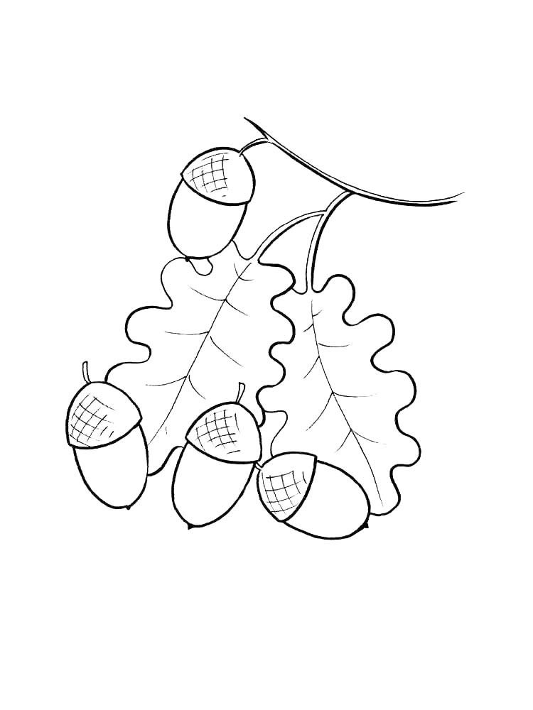 Раскраски желудь черно-белая раскраска