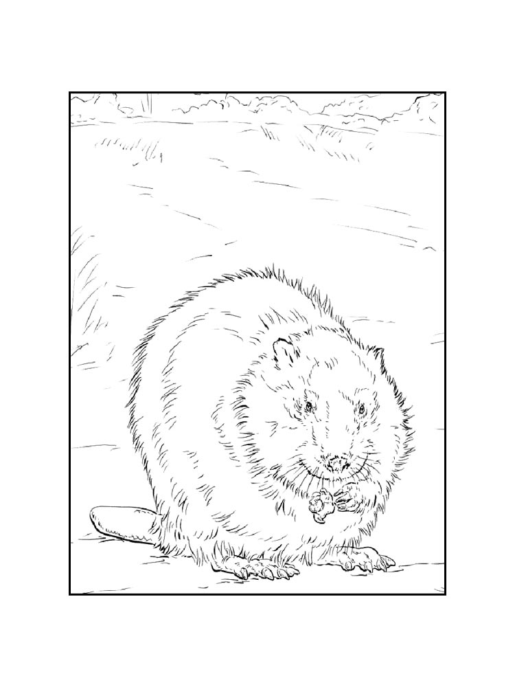 Раскраски животных россии раскраска для детей