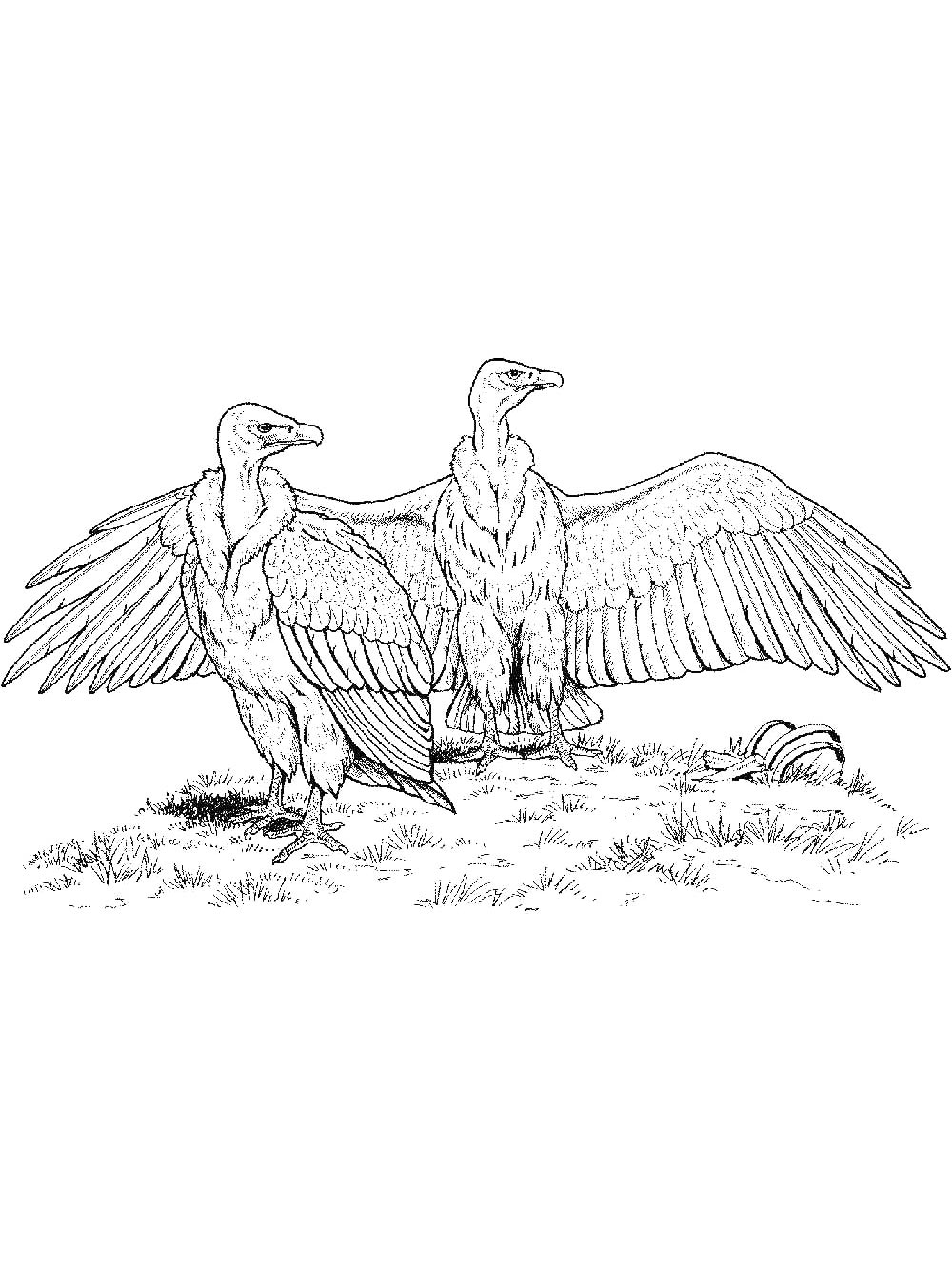 Распечатать раскраску гриф 2