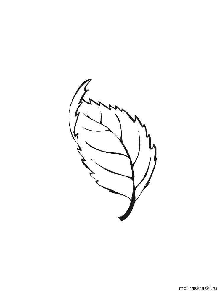 Распечатать раскраску листья деревьев