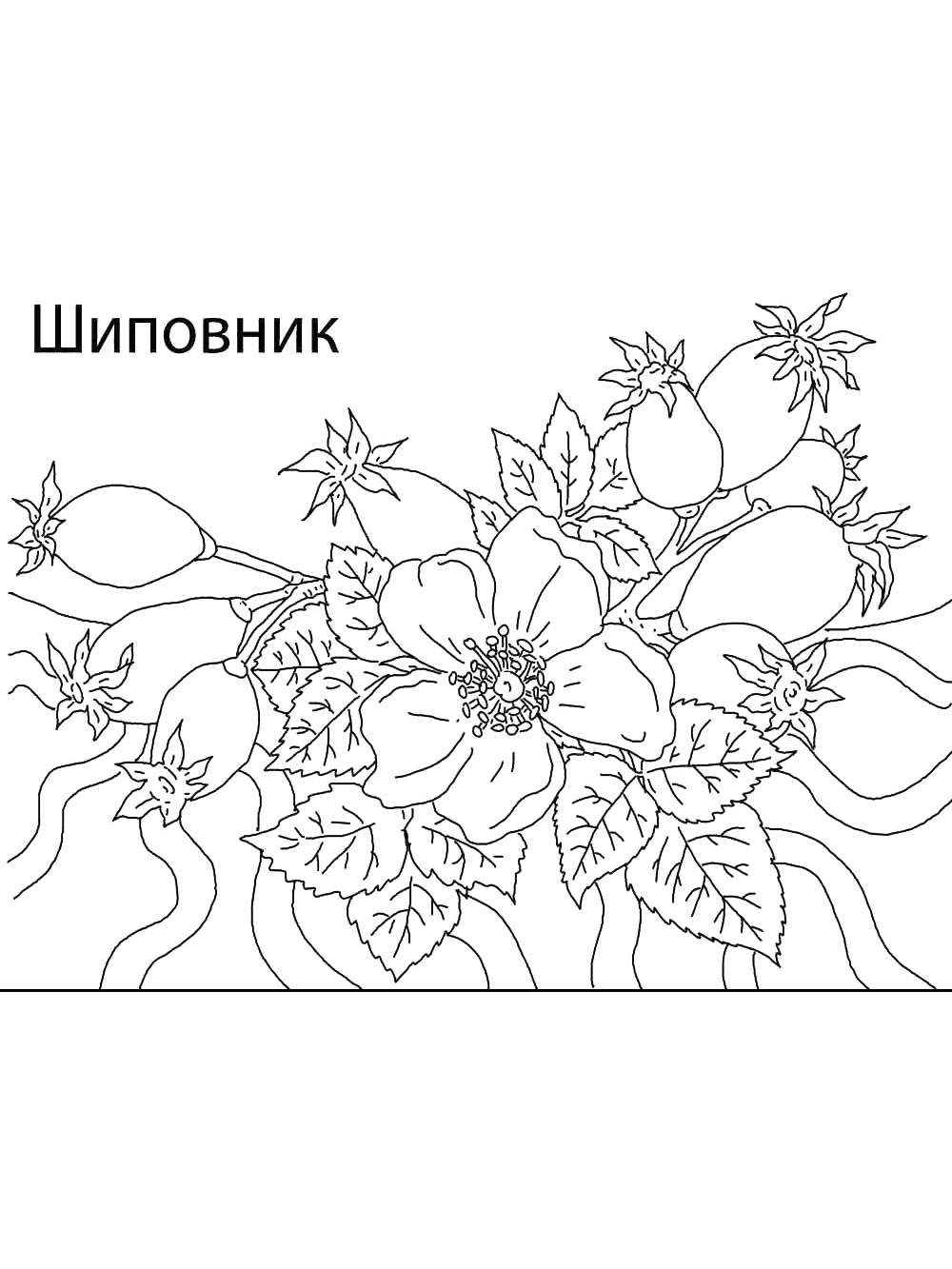 Распечатать раскраску раскраски ягод 19