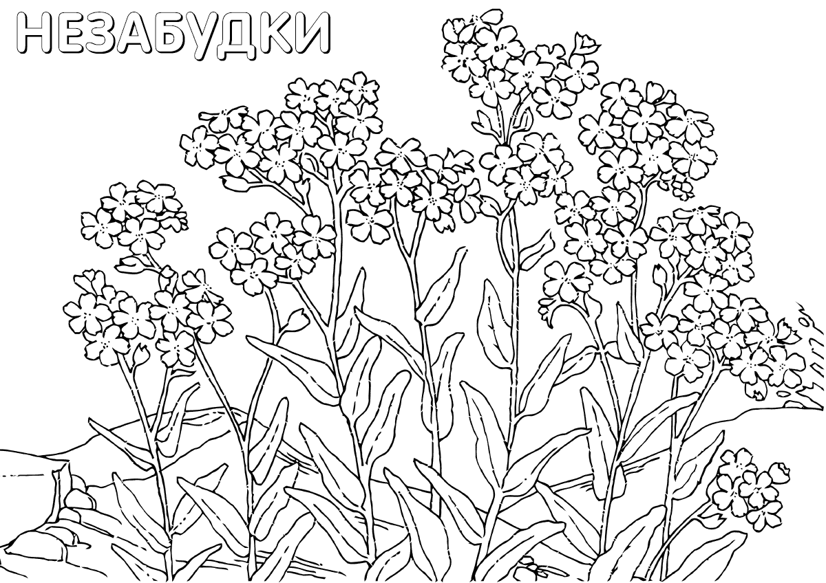 Растение Незабудка 2