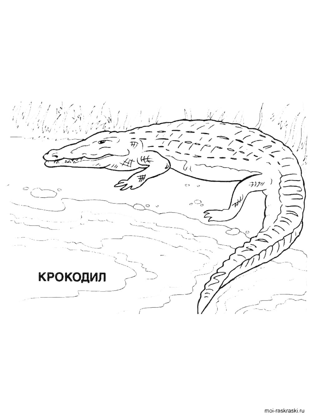 Реалистичный крокодил