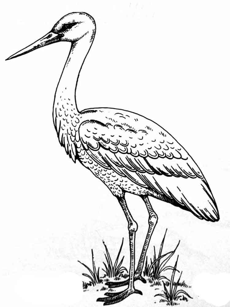 Рисунок Аист
