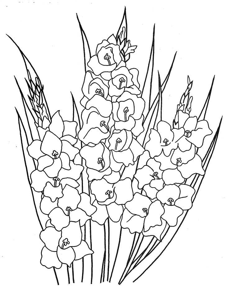Рисунок Гладиолусы