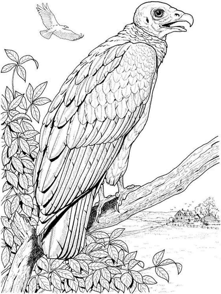 Рисунок Гриф