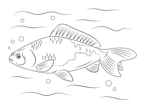 Рисунок Карась