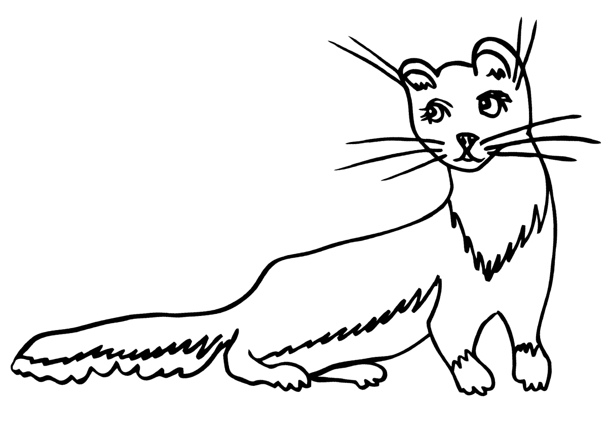 Рисунок Хорек