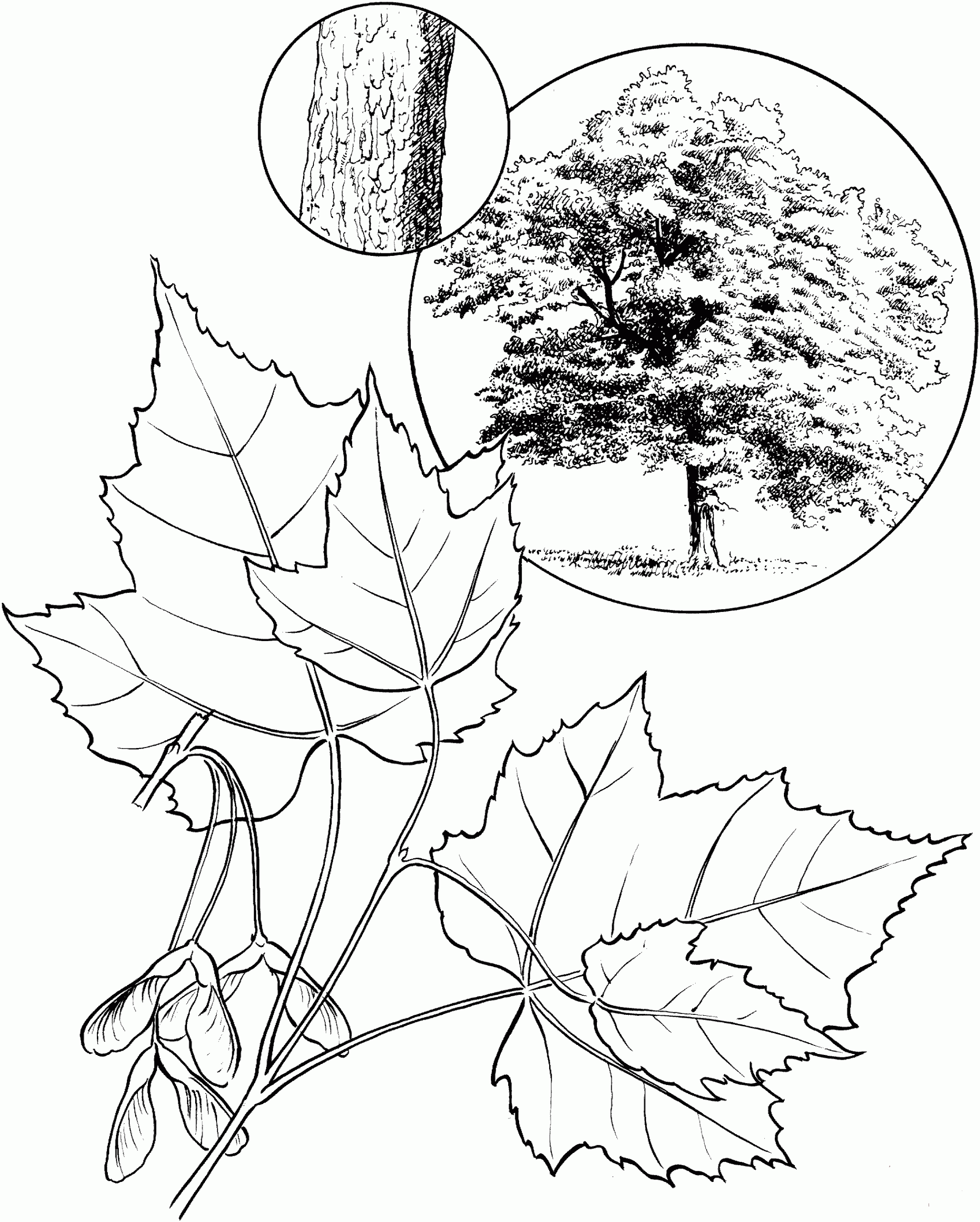 Рисунок Клен