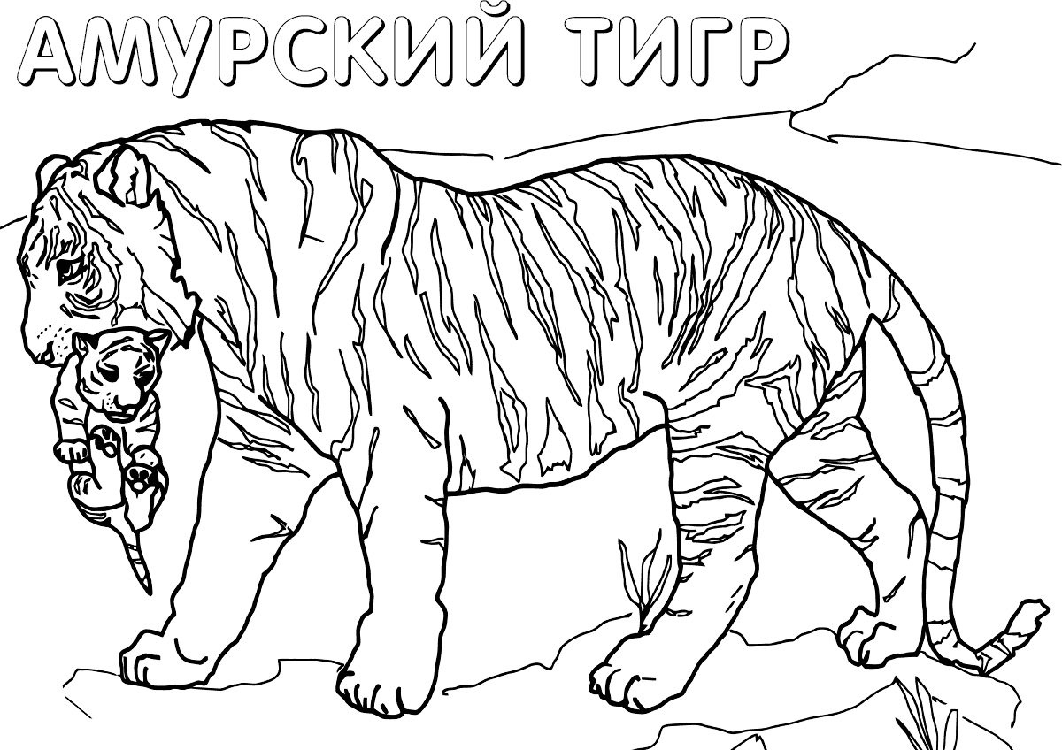 Рисунок Красная книга