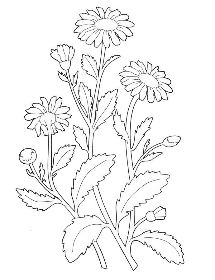 Рисунок Лекарственные растения