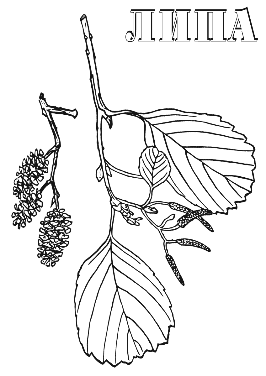 Рисунок Липа