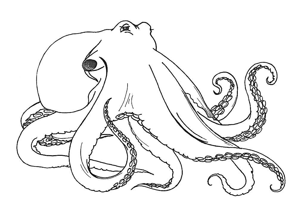 Рисунок Осьминог