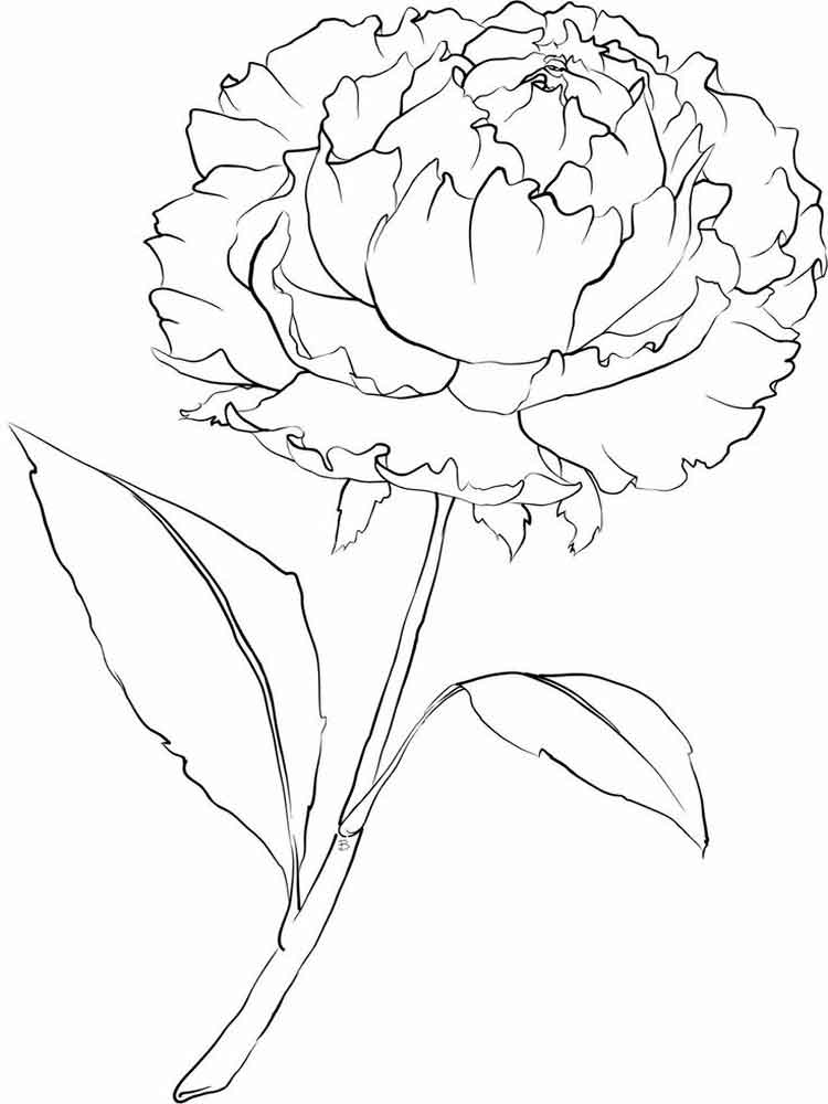 Рисунок пион