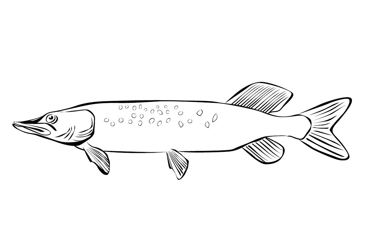 Рисунок щука 2