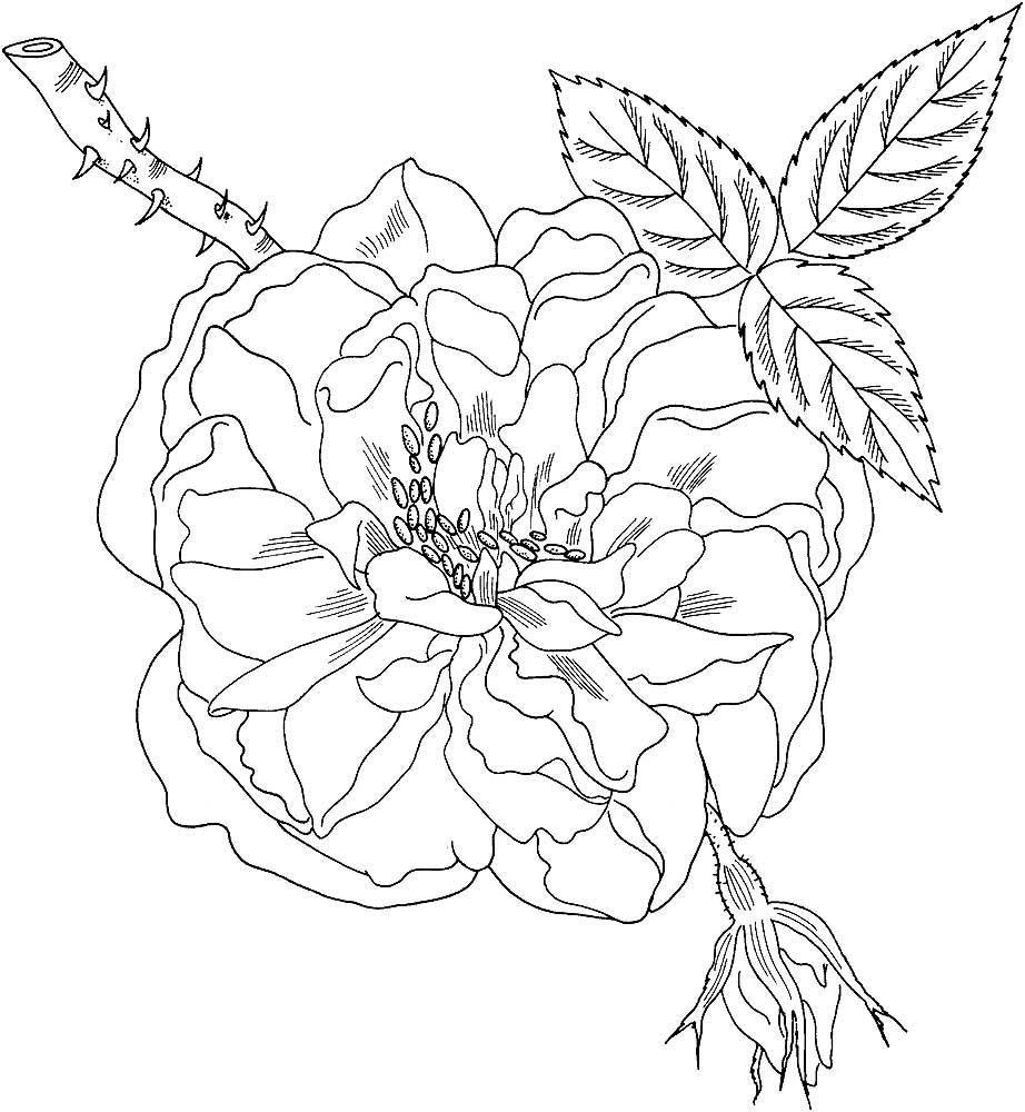 Рисунок Шиповник