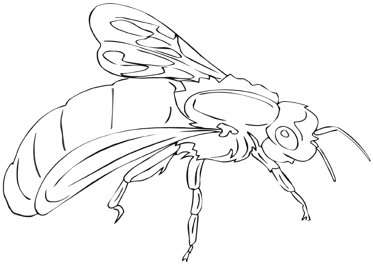 Рисунок Шмель