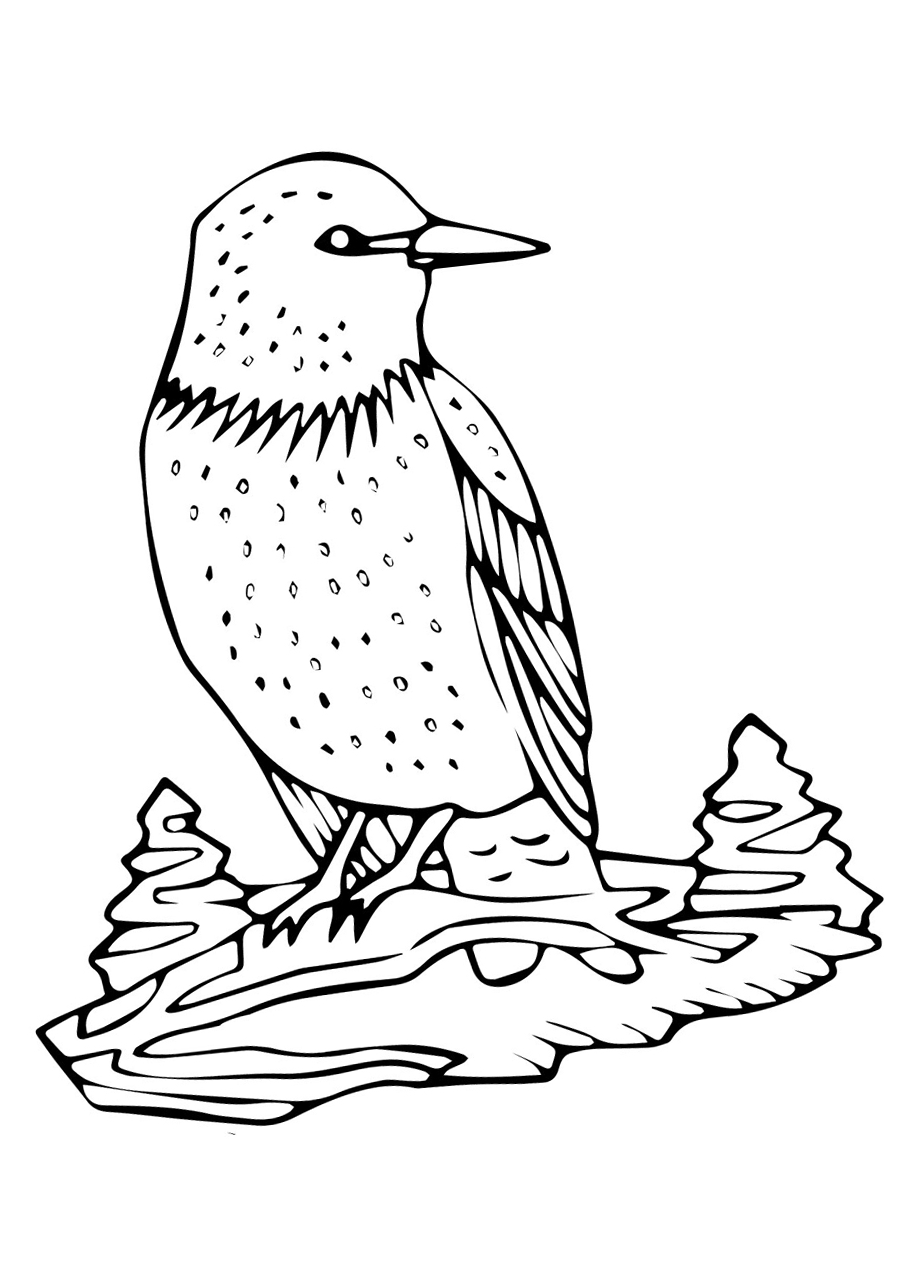 Рисунок Скворец 2